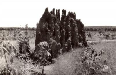 3_Termite_hill