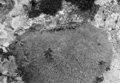 16_epiphyte_sandra_bartoli_s