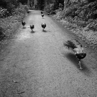 18_cougars_Pfaueninsel_sandra_bartoli