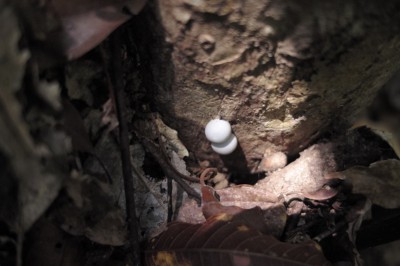 21_neozoa_sandra_bartoli_i