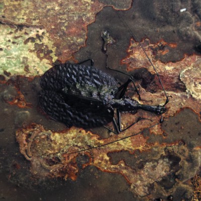 25_Antihumanism_sandra_bartoli