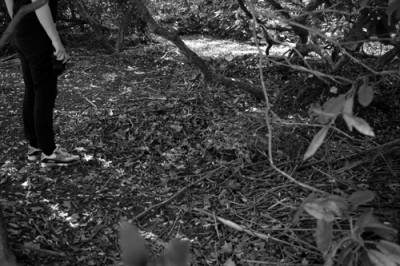 5_humidity_Tiergarten_s.bartoli