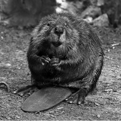 8_Beaver