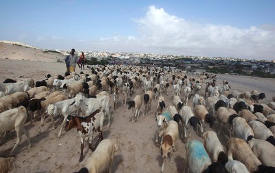 Cattle traders wait for customers at a livestock market in Mogadishu, Somal