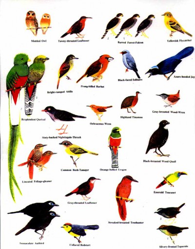 CostaRicaBirds