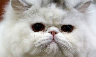 Persian cat
