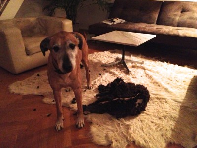 Mocca with his black sheep. A bipolar relationship: he rips it and licks it.