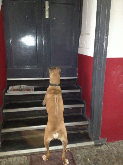 Mocca waiting for Nikita to come out of her house.