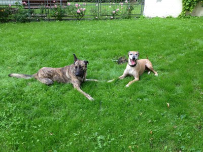 Nikita, found in the Spanish mountains, the love of his life. Her ears are always like this.