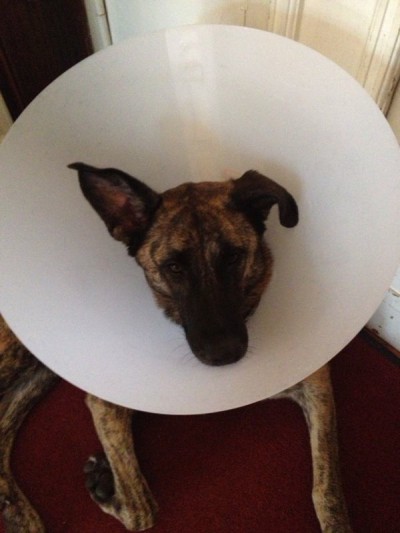 Nikita recuperating from her operation. Still beautiful.