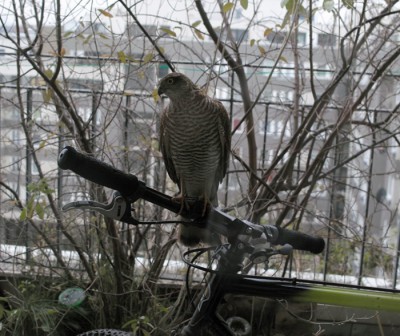 40_Birds_of_Prey_sandra_bartoli