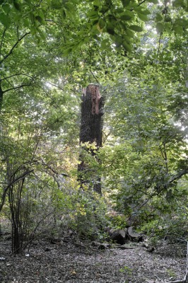 47_urwald_tiergarten_sandra_bartoli