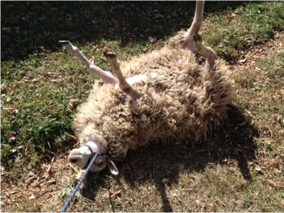 Bildschirmfoto 2013-11-26 um 11.17.38