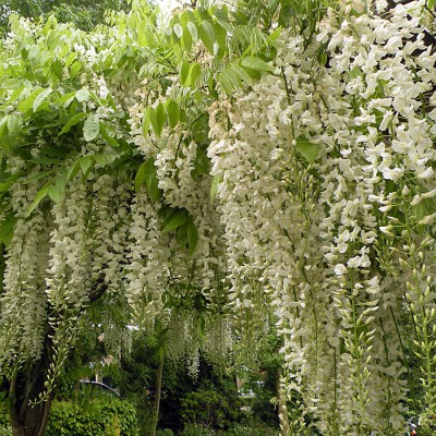Wisteria_floribu_4c20b9f08d353