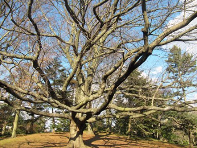under a hybrid oak