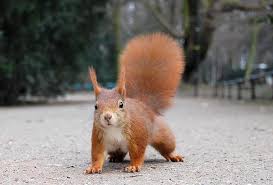 red squirrel